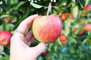 The best apple pie - vegan, gluten-free, dairy-free