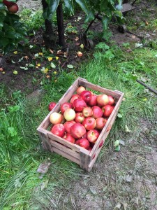 Selbstgemachtes Apfelmus - vegan, gesund, glutenfrei, ohne Zucker - de.heavenlynnhealthy.com
