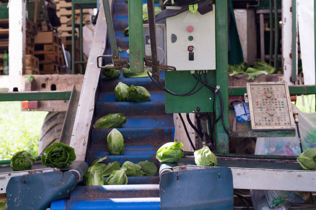 My day at a local vegetable farm