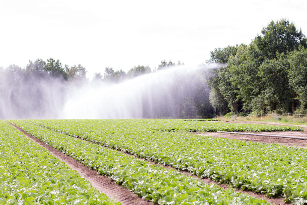 My day at a local vegetable farm