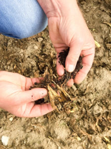 My day at a local vegetable farm