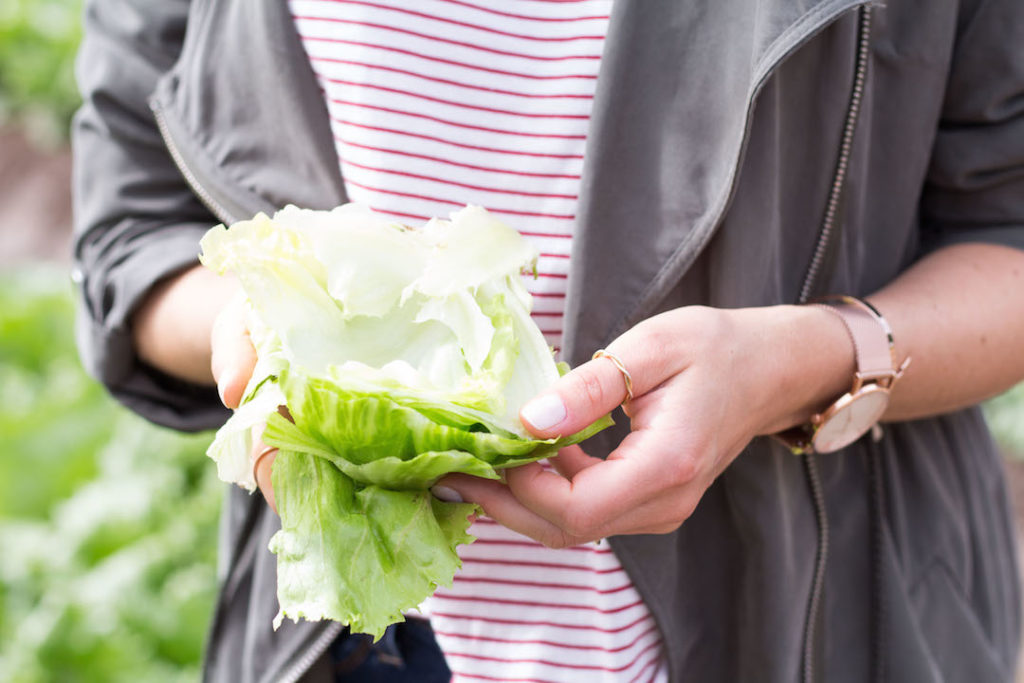 My day at a local vegetable farm