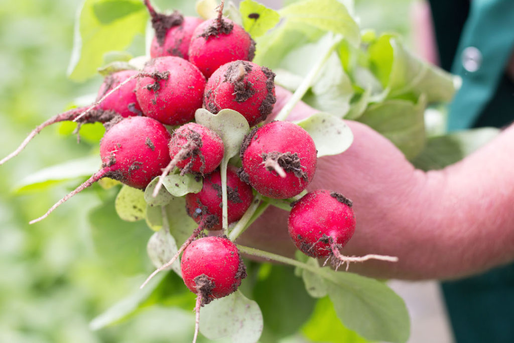 My day at a local vegetable farm