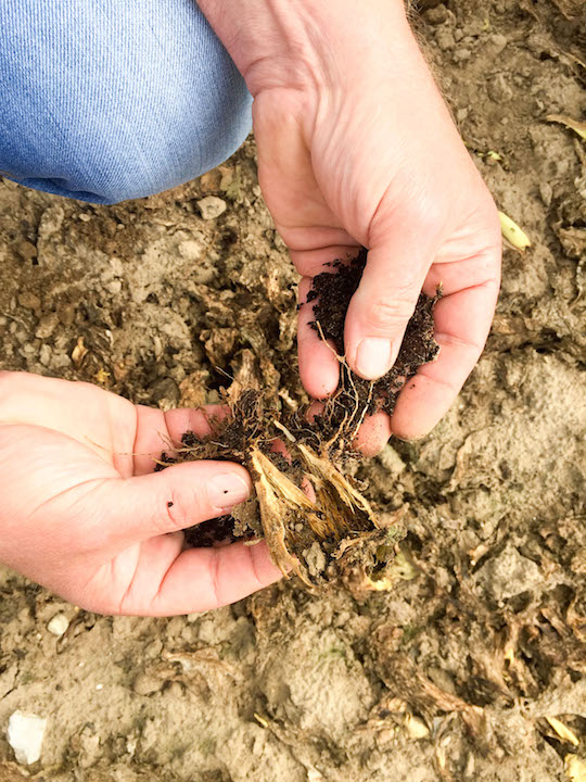 My day at a local vegetable farm