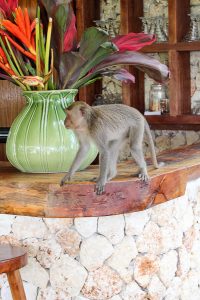 Healthy Bali Guide - Uluwatu, Bingin & South Bali - restaurants, eco lodges and health spots - heavenlynnhealthy.com