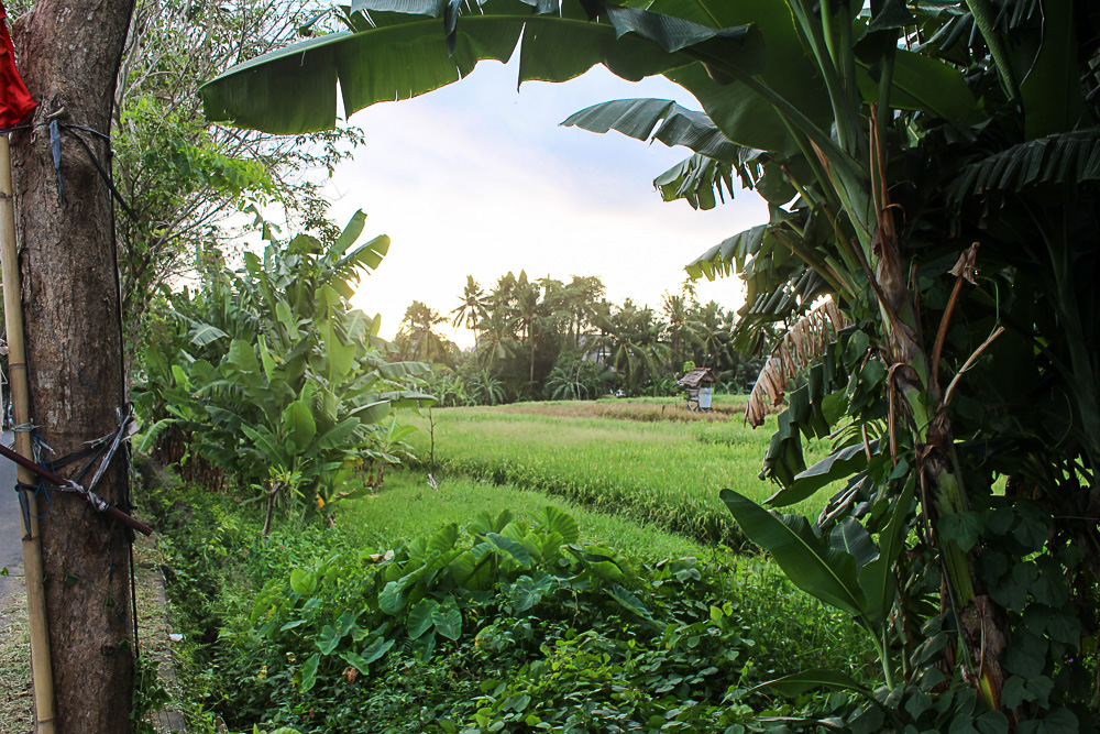 Healthy Bali Guide (Part 2) - Canggu: eco bungalow, healthy restaurants & warungs - heavenlynnhealthy.com