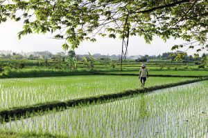 Healthy Bali Guide (Part 3) - Ubud and the spiritual jungle of Bali - heavenlynnhealthy.com