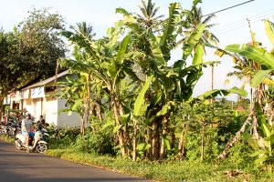 Healthy Bali Guide (Part 3) - Ubud and the spiritual jungle of Bali - heavenlynnhealthy.com