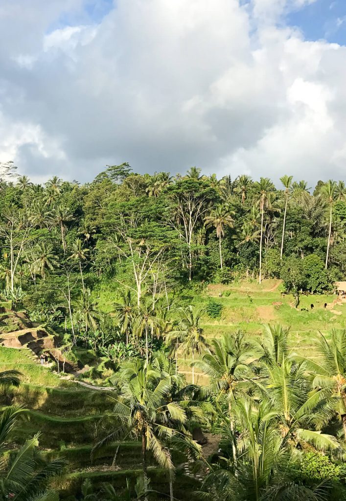 Healthy Bali Guide (Part 3) - Ubud and the spiritual jungle of Bali - heavenlynnhealthy.com